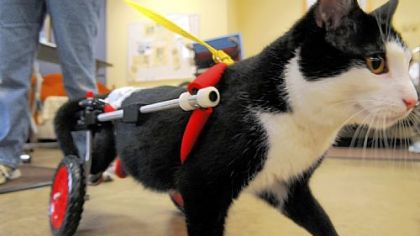 Scooter pays a visit to HealthSouth Harmarville Rehabilitation Hospital. The therapy cat has been named ASPCA Cat of the Year.