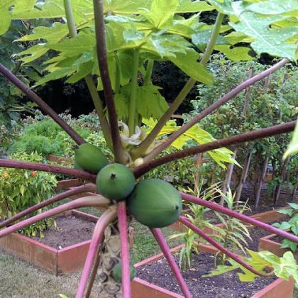 The most unusual plant in the White House kitchen garden is a papaya tree grown in a container. White House pastry chef William Yosses says the Obamas have enjoyed the fruit in salad. It will be brought indoors for the winter.