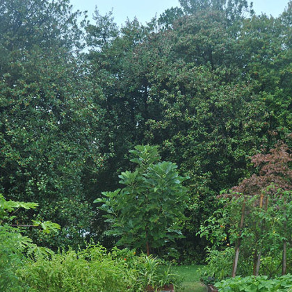 The White House Kitchen Garden.