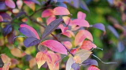 Fall leaves in the courtyard garden.