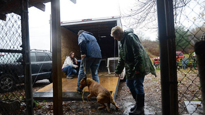 Volunteers and the staff of Orphans of the Storm, an animal shelter in Kittanning that sits close to the Allegeny River, work to evacuate animals in anticipation of possible flooding from Hurricane Sandy.