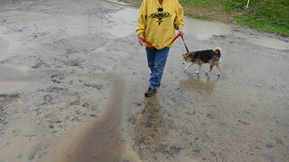 Volunteer Carol Painter walks Breemie, a shelter dog, to a vehicle as volunteers and the staff of Orphans of the Storm.