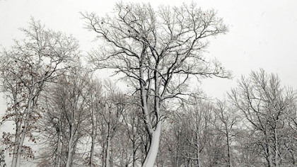 A group of trees near Seven Springs was snow-covered today.