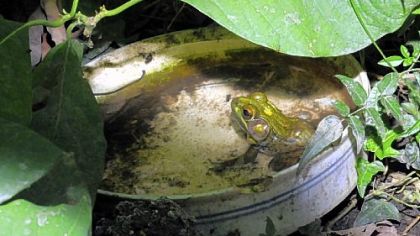 A resident frog sits in the sunroom of the home.