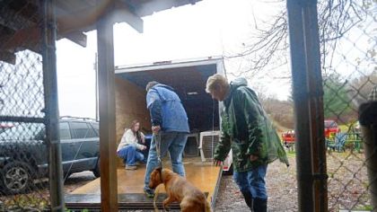 Volunteers and the staff of Orphans of the Storm, an animal shelter near Kittanning that sits close to the Allegheny River, worked Monday to evacuate animals in anticipation of possible flooding from Hurricane Sandy. Luckily, the shelter escaped the wrath of the storm.