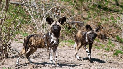 African Painted Dogs at the Pittsburgh Zoo & PPG Aquarium.