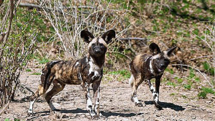African painted dogs at the Pittsburgh Zoo.