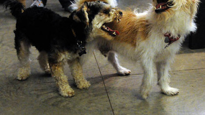 Oscar, 1, meets with Zeke, 7, for the first time since Zeke discovered Oscar in a trashcan in Garfield.