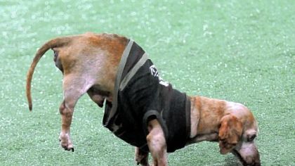 Chance, 15, miniature dachsund walks on his front paws during his audition for David Letterman's Stupid Pet Tricks at last weekend's 2012 Pittsburgh Pet Expo at the David L. Lawrence Convention Center. Chance was brought to the auditions by Pat Holcomb from Euclid, Ohio, with the Dachsund Rescue for North America Inc.