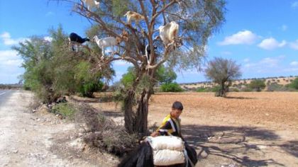 Yes. goats in a tree.