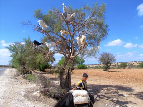 Yes. goats in a tree.