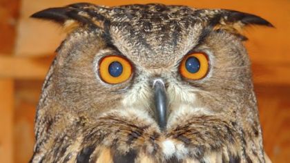 The Eurasian Eagle Owl has a wingspan of 6 feet.