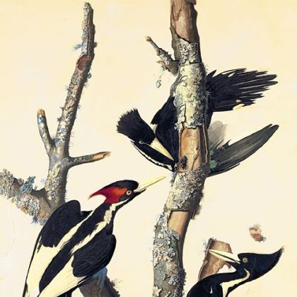 "Ivory-Billed Woodpecker," by John James Audubon.
