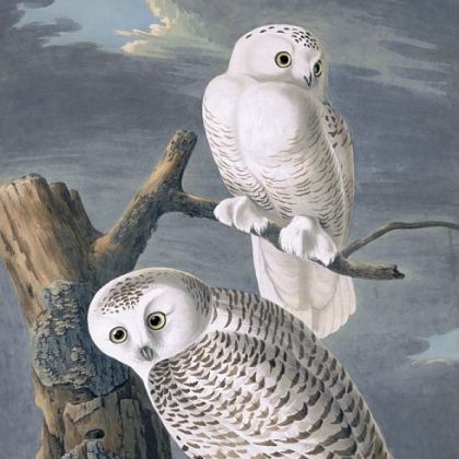 'Snowy Owls' by John James Audubon.