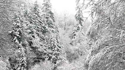 Snow-covered trees are seen after an overnight storm Oct. 29, 2012, in the Great Smoky Mountains National Park, near Gatlinburg, Tenn.  (AP Photo/Knoxville News Sentinel, J. Miles Cary)