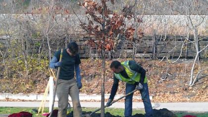 Members of the Western Pennsylvania Conservancy's Greenspace Program plant the ceremonial 15,000th tree provided for the region through TreeVitalize Pittsburgh. The tulip poplar was planted in Millvale.