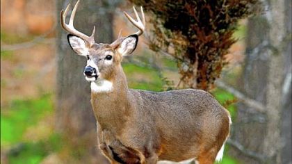Deer can be hard to hunt when you're alone. Create advantages by thoroughly scouting before the hunt and anticipating the actions of other hunters.