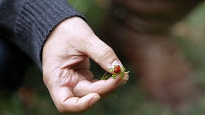 Nicole Juday holds a wild strawberry during a tour the Awbury Arboretum.