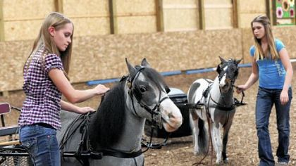Kristy Taynor, 17, left, with Sweet Dreams and her sister, Michelle, right, with Dottie on Nov. 13 as they hitch the miniature horses to the carts they drive in statewide 4-H competition.