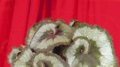 Color and texture make Rex begonias ideal for container planting indoors.