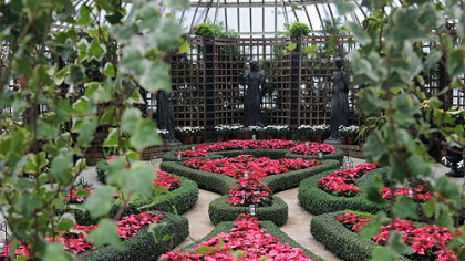 'Enduring Pink' and 'Mars' poinsettias fill beds in the Broderie Room at  Phipps Conservatory and Botanical Gardens Winter Flower Show.