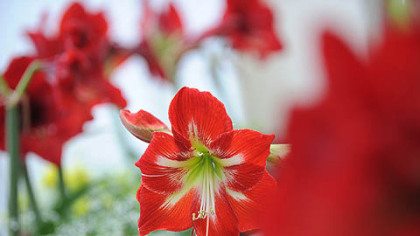 'Cocktail' amaryllis line the Victoria Room on the opening day of the Winter Flower Show at Phipps Conservatory.