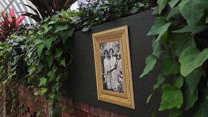 Old photographs of Phipps Conservatory hang amid 'Gloire de Marengo' variegated Algerian ivy and 'Mona Lavender' spur flower in the Sunken Garden room at Phipps.