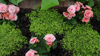 Golden club moss and pink tuberous begonias make a pleasing combination at Phipps Conservatory and Botanical Gardens Winter Flower Show.