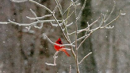 Resident birds such as the cardinal can be attracted to your yard in winter time.