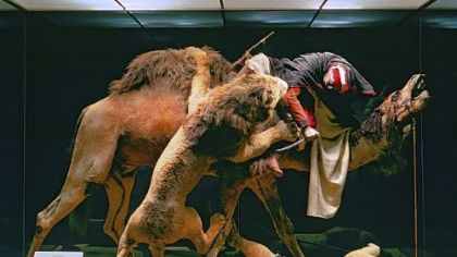 The diorama, "Arab Courier Attacked by Lions," a high point of countless school tours at the Carnegie Museum of Natural History, was created by renowned taxidermist and naturalist Jules Verreaux for the 1867 Exposition Universelle in Paris, where it won the gold medal for excellence. It depicts a man in North African dress atop a camel and fighting an attacking Barbary lion, now an extinct species.