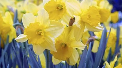Letting foliage die on its own, dividing and fertilizing are all ways to keep daffodils blooming.