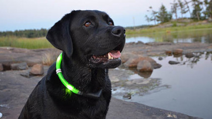 Glowdoggie LED collar, $49.99 to $64.99 at www.glowdoggie.com.