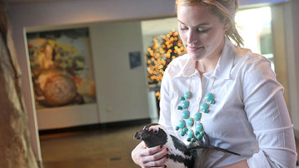 The National Aviary's Ericka Douglass holds Simon, a 9-year-old African penguin.