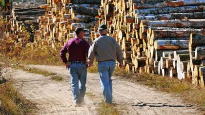 Scott Pittack, left, and Wayne Brandt, executive vice president of Minnesota Forest Industries, walk along timber that Mr. Pittack has harvested in Goodland, Minn.