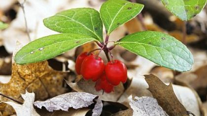 Wintergreen berries.