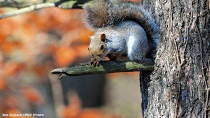 Gray squirrels are prolific, abundant and provide lots of shooting action for hunters who know where to find them.