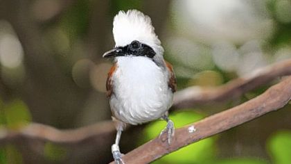 The laughing thrush will help raise its younger siblings or other unrelated birds.