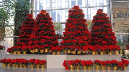 These poinsettia trees were created for the Friends of Forbes Hospice at the PPG Wintergarden. Each poinsettia is placed in memory of a hospice patient. Poinsettias are popular holiday flowers and gifts and they can be used as  cut flowers.