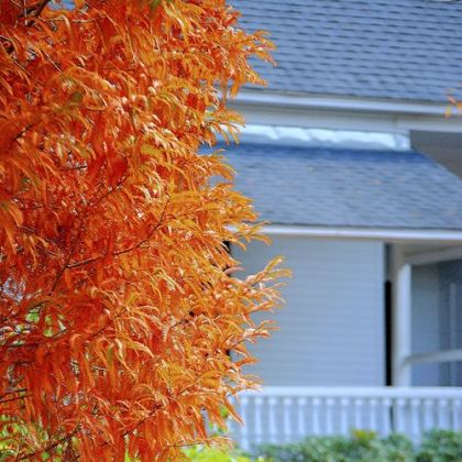 The dawn redwood once thought to be extinct offers exceptional landscape performance including riveting fall color.