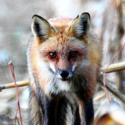 Red fox pelt prices have been up in recent years, but the number of trappers targeting foxes has remained about the same.