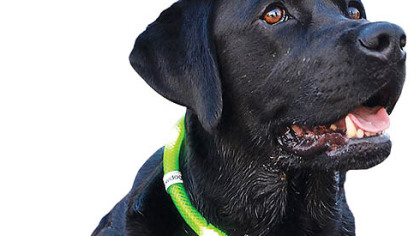 Glowdoggie LED collar, $49.99 to $64.99 at www.glowdoggie.com.