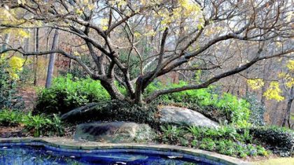 The Grancy graybeard is native from New York to the Gulf Coast and offers  springtime white blossoms, blue fruit eaten by birds and a structure that stands out in the winter landscape like a fine piece of statuary.