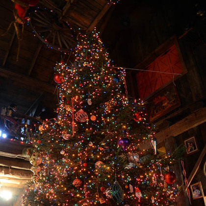 The Songers' 22-foot tall Christmas tree. It takes six people to get it into the house and upright.