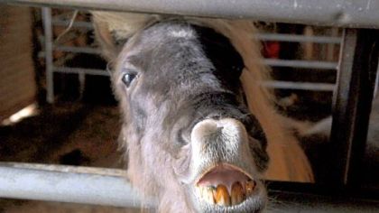 Peanut, a surrendered miniature horse, shows her teeth as she "smiles" for the camera at Equine Angels Rescue in Cabot, Butler County.
