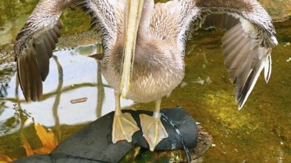 Two brown pelicans make their home at the National Aviary.