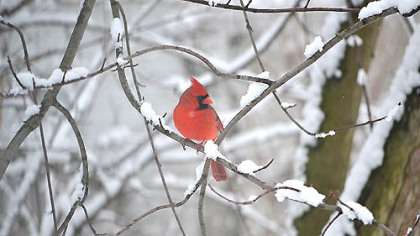 Michael Colosimo shared this photo from today's weather scene in Monongahela, Pa. entitled "Snowy cardinal." View Michael's "Snow dog" photo and share your own winter weather pictures at www.post-gazette.com/yourphotos. Click on Breaking News.