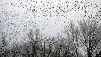 A large number of starlings come in for the night in groves of bamboo along Hampshire Road in Cumru, Pa. The birds create a nuisance for some of the residents.