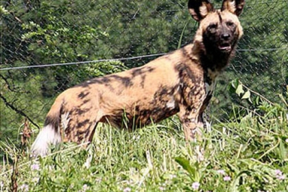A painted dog at The Pittsburgh Zoo & Aquarium.
